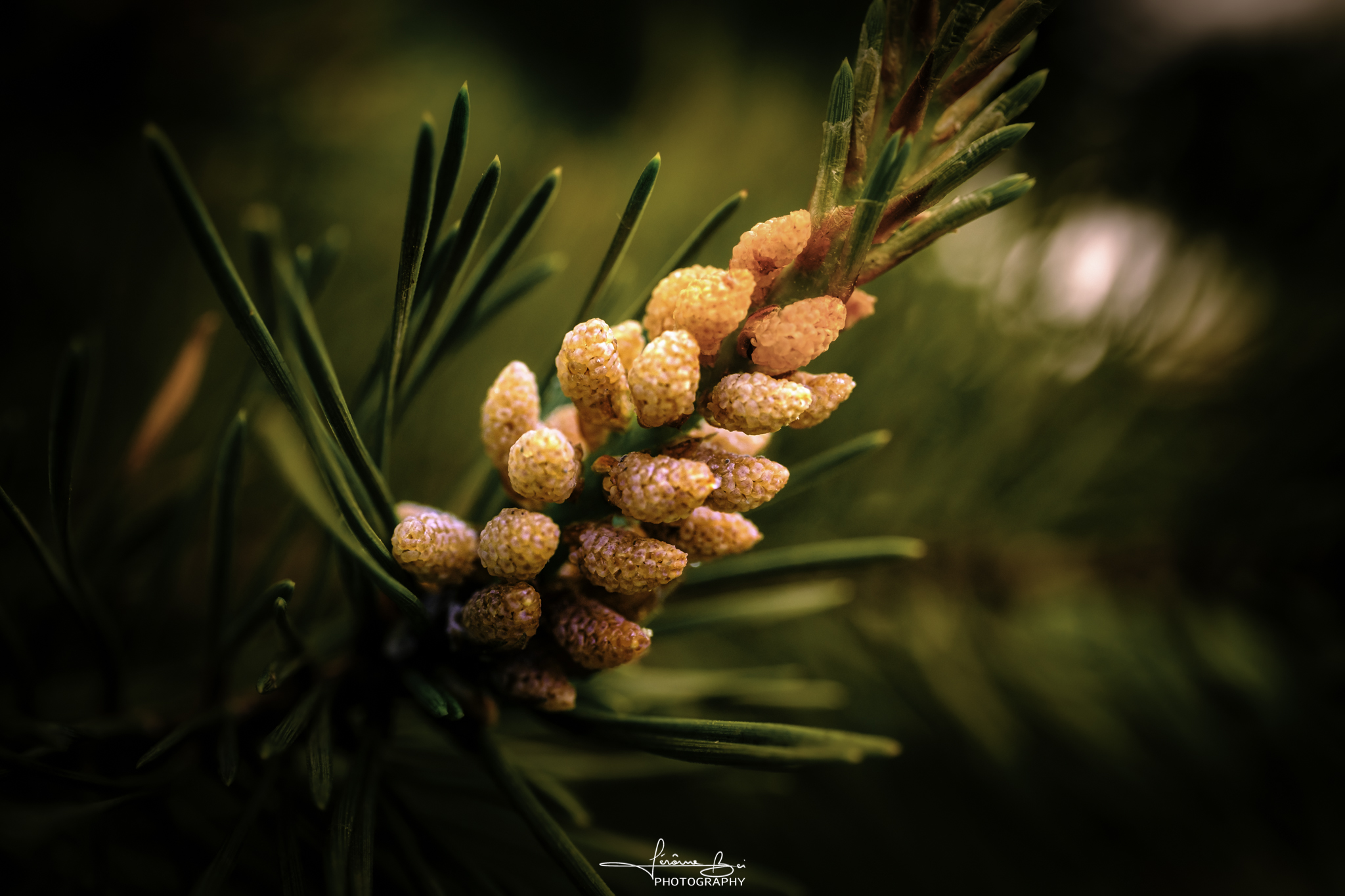 Flower Close-Ups series cover by Jérôme Bei