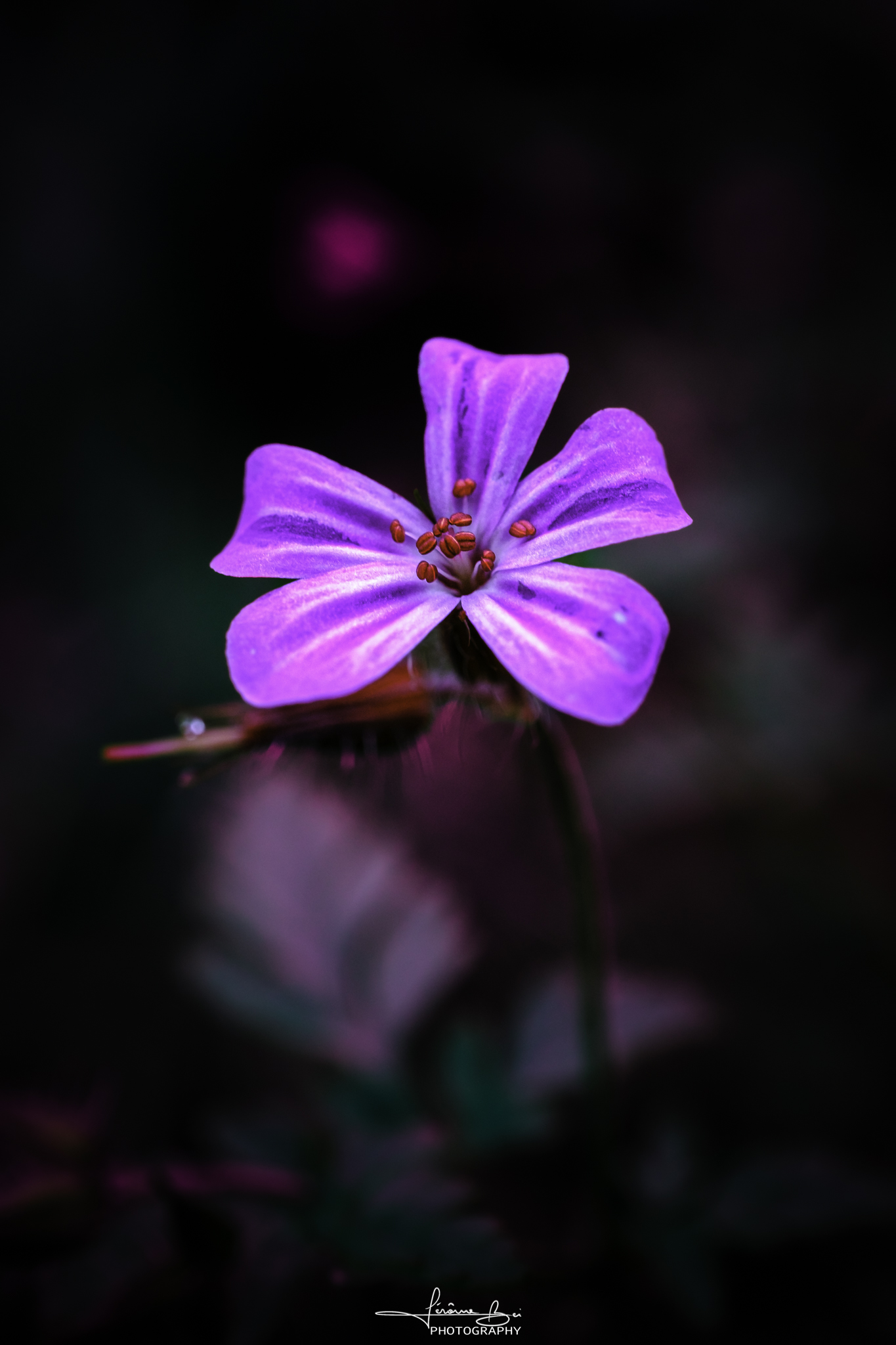 Flower Close-Ups image