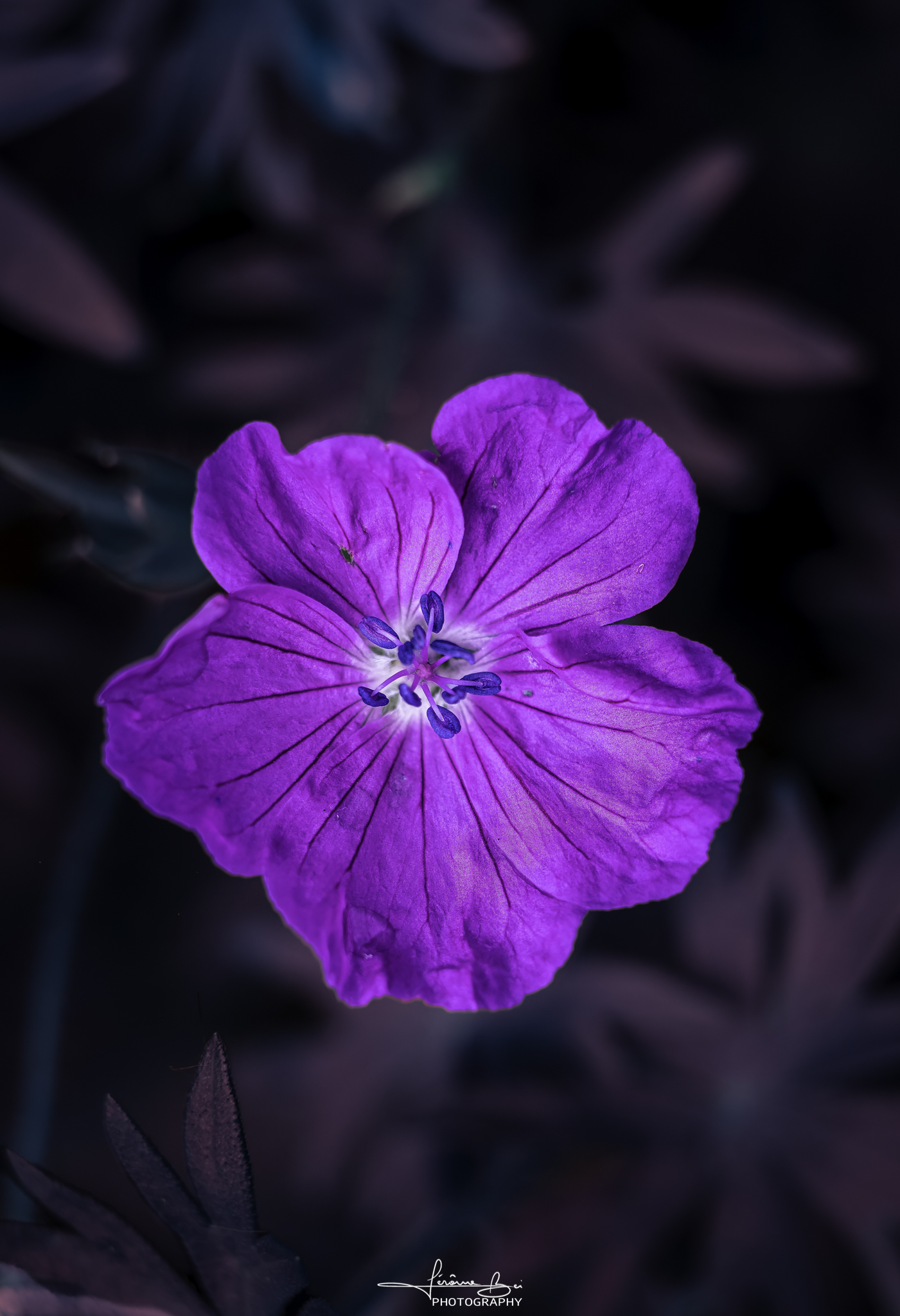Flower Close-Ups image